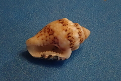 Mitrella scripta