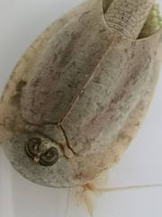 Triops longicaudatus
