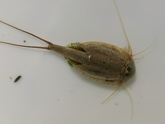 Triops longicaudatus