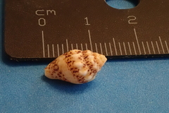 Mitrella scripta