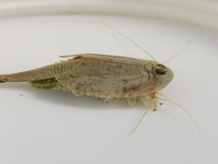 Triops longicaudatus