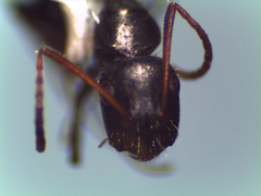 Camponotus andrei