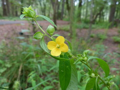 Ludwigia alternifolia
