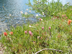 Triantha occidentalis