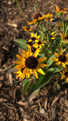 Sanvitalia procumbens