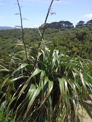 Phormium