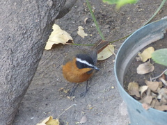 Cossypha heuglini heuglini