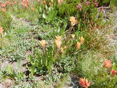 Castilleja peirsonii