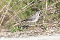 Motacilla alba
