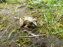Pristimantis appendiculatus