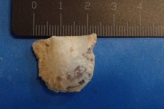 Pinctada imbricata
