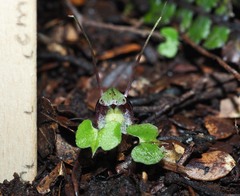 Corybas hypogaeus