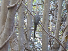 Urocolius indicus transvaalensis