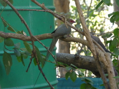 Urocolius indicus transvaalensis