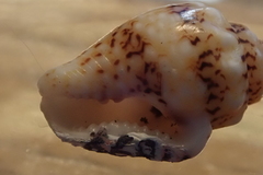 Mitrella scripta