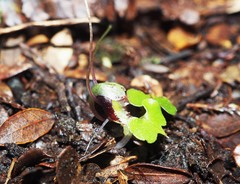 Corybas hypogaeus