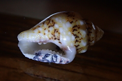 Mitrella scripta