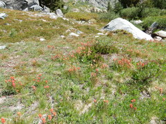 Castilleja peirsonii