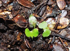 Corybas hypogaeus