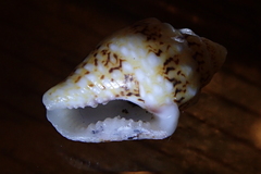 Mitrella scripta