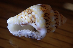 Mitrella scripta