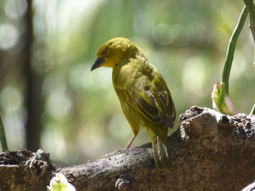 Holub's Golden Weaver (Ploceus xanthops), photo 3