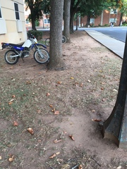Sciurus carolinensis