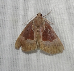Hypena bijugalis