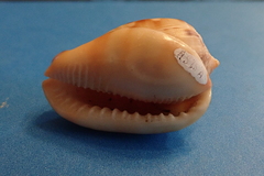 Cypraecassis testiculus