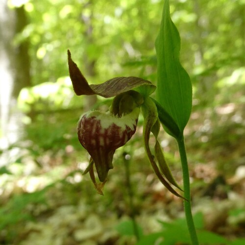 Ram's head lady's slipper (Cypripedium arietinum)