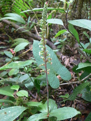 Microchilus