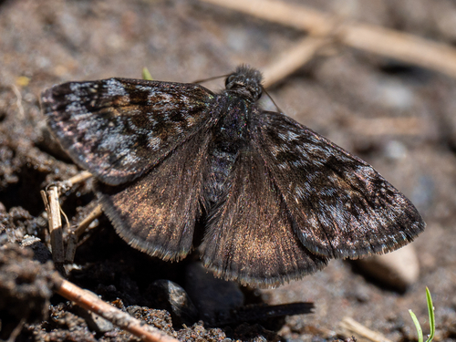 Pacuvius Duskywing photo 3