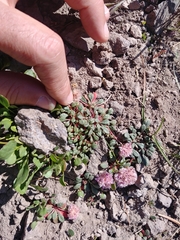 Calyptridium monospermum