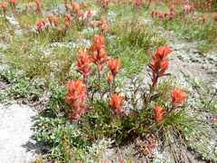 Castilleja peirsonii