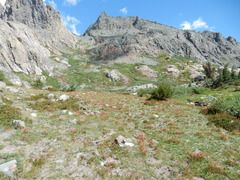 Castilleja peirsonii