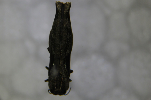Agrilus cribricollis