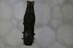 Agrilus langei