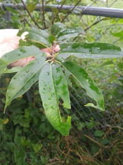 Prunus domestica