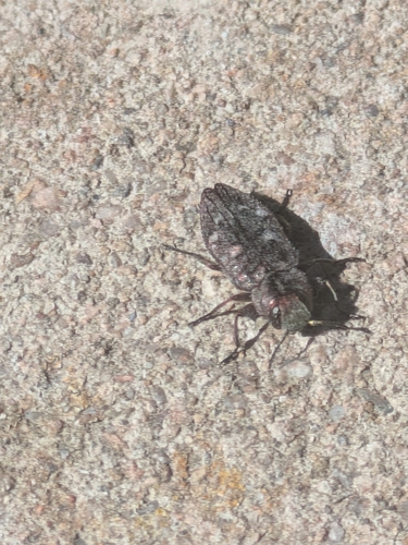 Pacific Flat-Headed Borer photo 5