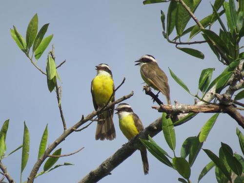 White-bearded Flycatcher (Phelpsia inornata), photo 4
