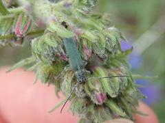 Phytoecia caerulescens