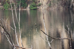 Pycnonotus zeylanicus