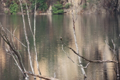 Pycnonotus zeylanicus