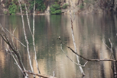 Pycnonotus zeylanicus