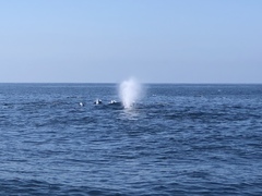 Balaenoptera borealis