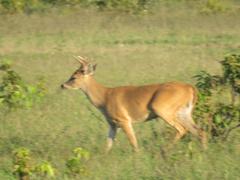 Odocoileus virginianus cariacou