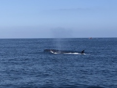 Balaenoptera borealis