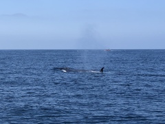 Balaenoptera borealis