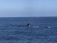 Balaenoptera borealis