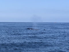Balaenoptera borealis